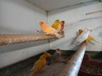 Kanaries  in verschillende  kleuren, Dieren en Toebehoren, Vogels | Kanaries, Meerdere dieren, Kleurkanarie