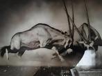 Vechtende Onyx Poster op plexiglas  afm. 1x 1.5 mtr., Ophalen, 125 cm of meer, Zo goed als nieuw, Foto of Poster