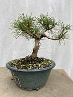Bonsai Pinus Mugo – compacte mini, Tuin en Terras, Ophalen, Overige soorten, Minder dan 100 cm