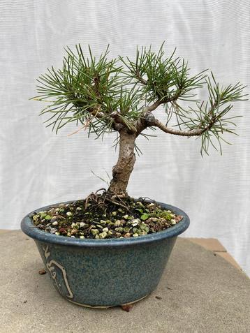 Bonsai Pinus Mugo – compacte mini beschikbaar voor biedingen