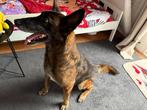 mechelse herder teefje, Diensten en Vakmensen, Dieren | Honden | Verzorging, Oppas en Les
