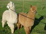 te koop alpaca hengstjes en ruinen, Dieren en Toebehoren, Meerdere dieren, Voor 1 juli 2024