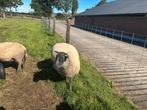 Bleu du Maine dek ram, Mannelijk, Schaap
