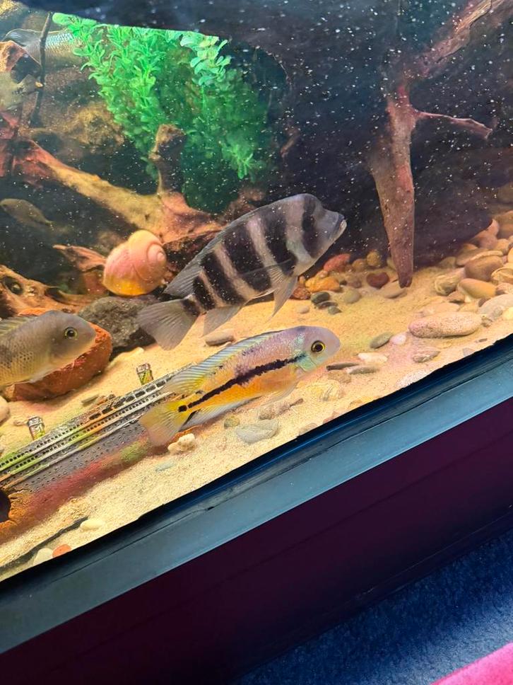 Frontosa, Dieren en Toebehoren, Vissen | Aquariumvissen, Vis