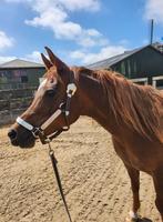 Verzorger gezocht voor lieve merrie, Dieren en Toebehoren, Stalling en Weidegang, 1 paard of pony