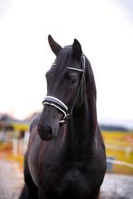 Grote zwarte dressuur hengst 1.75, 175 cm of meer, Dressuurpaard, 0 tot 2 jaar, Hengst