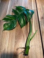 Epipremnum Pinnatum variegata stek, Huis en Inrichting, Kamerplanten, Overige soorten, Minder dan 100 cm, Halfschaduw, Ophalen