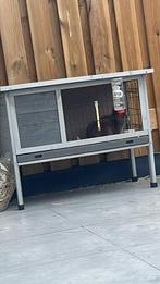 Dwerg konijn, Dieren en Toebehoren, Konijnen, Mannelijk, Dwerg