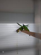 Pyrrhura parkieten en mutaties .  Geen Tamme vogels, Dieren en Toebehoren, Meerdere dieren, Parkiet, Geringd