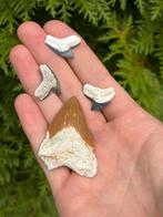 Haaientand Set Bone Valley, Verzamelen, Mineralen en Fossielen, Ophalen of Verzenden, Fossiel