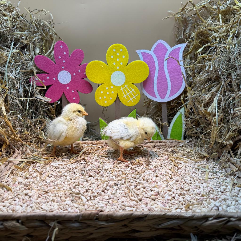 Jonge tamme Sussex kriel kuikens gesekst & ingeënt, Dieren en Toebehoren, Pluimvee, Vrouwelijk, Kip