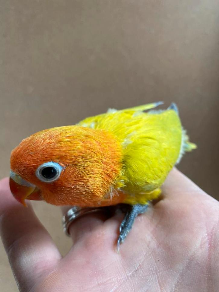 Jonge Agapornis fischeri dilute dwergpapegaai, Dieren en Toebehoren, Vogels | Parkieten en Papegaaien, Dwergpapegaai of Agapornis