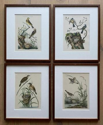 Vier prachtige vogelprenten in houten lijsten