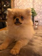 Mooie kleine pomeriaan, Keeshond, 15 weken tot 1 jaar, Teef, Parvo