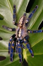Vogelspinnen, schorpioenen, springspinnen  en meer (28-12), Dieren en Toebehoren, Spin of Schorpioen