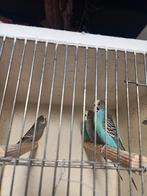 Koppel grijs x blauw of twee losse blauwe poppen tt waardig, Meerdere dieren, Parkiet