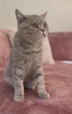 Zeer mooie britse korthaar te koop, Dieren en Toebehoren, Katten en Kittens | Raskatten | Korthaar, Poes, Gechipt, 0 tot 2 jaar