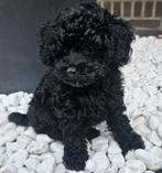 Toypoedel met fci stamboom, Dieren en Toebehoren, Honden | Chihuahua's en Gezelschapshonden, Poedel, Reu, 8 tot 15 weken, Eén hond