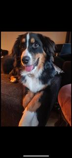Luna, 1 tot 2 jaar, Teef, Eén hond, Middel