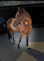 Mooie pony te koop, Dieren en Toebehoren, Pony's, Merrie, 11 jaar of ouder