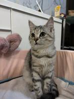 Kittens, Dieren en Toebehoren, Katten en Kittens | Raskatten | Korthaar, Kater, 0 tot 2 jaar