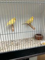 Stel kanaries waterslagers, Meerdere dieren