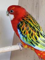 Rosella, Dieren en Toebehoren, Vogels | Parkieten en Papegaaien, Meerdere dieren, Parkiet, Geringd