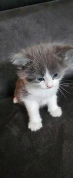 Mooie Xxl.maincoon  kittens