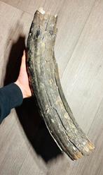 Mamoet slagtand, Ophalen of Verzenden, Zo goed als nieuw