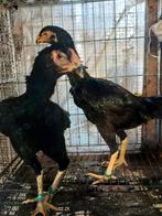 Shamo hen, Dieren en Toebehoren, Vrouwelijk, Kip