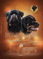 Prachtige Rottweiler pups.., Dieren en Toebehoren, Honden | Bulldogs, Pinschers en Molossers, Particulier, Rabiës (hondsdolheid)