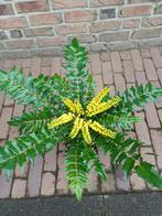 Mahonia struik, Volle zon, Vaste plant, Winter, Ophalen