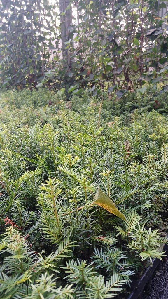 Mooie Taxus 10/20 voor slecht €1.95!, Tuin en Terras, Planten | Struiken en Hagen, Haag, Taxus, Minder dan 100 cm, Ophalen of Verzenden