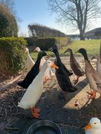 witte en/of zwarte loopeenden (woerden), Dieren en Toebehoren, Mannelijk, Eend