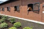 Gezocht ivm professionalisering paardenfokkerij, Dieren en Toebehoren, Weidegang, 4 paarden of pony's of meer