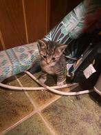Nog 1 lief katertje te koop, Dieren en Toebehoren, Katten en Kittens | Overige Katten, Meerdere dieren, Kortharig, 0 tot 2 jaar
