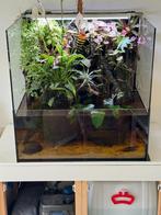 Open Paludarium 70*50*70, Ophalen, Gebruikt, Plant(en), Steen of Hout