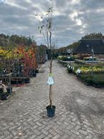 Pyrus Doyenne du Comice - Perenboom, Overige soorten, Lente, 100 tot 250 cm, Ophalen