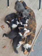 Mooi nest kittens, Meerdere dieren
