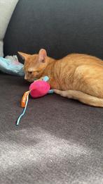 Kitten te koop, Kater