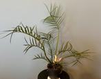 Philodendron Tortum, Huis en Inrichting, Kamerplanten, Overige soorten, Minder dan 100 cm, Ophalen of Verzenden, Halfschaduw