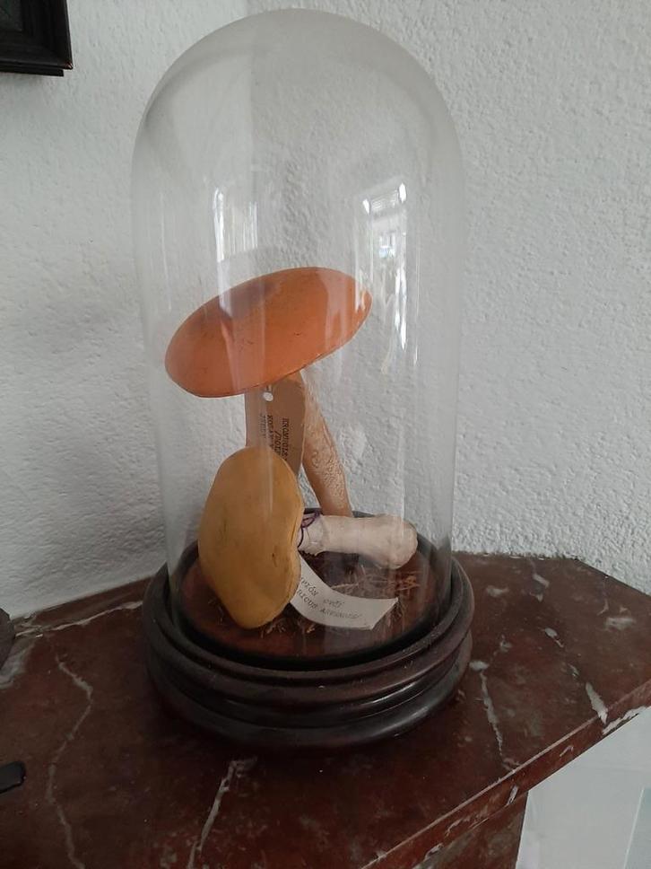 Antieke stolp met paddenstoelen, Antiek en Kunst, Curiosa en Brocante, Ophalen of Verzenden