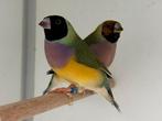 Gouldamadine - Chloebia gouldiae, Meerdere dieren, Tropenvogel, Geringd
