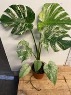 Monstera Mint - Zeldzame kamerplant!, Vaste plant, Ophalen of Verzenden, Bloeit niet, Halfschaduw