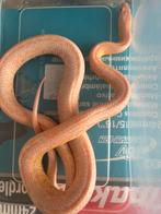 Korenslang red factor , mimosa snow tessera, Slang