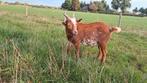 Camel bonte bok huur of koop, Mannelijk, Geit