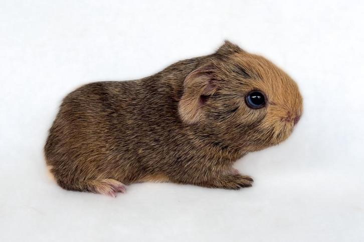 Prachtige Gladhaar Zeugje Creme Lemonagouti Wit, Dieren en Toebehoren, Knaagdieren, Vrouwelijk, Cavia, December, Tam