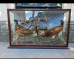 Vitrine met opgezette vogels, Victoriaanse taxidermie, Ophalen, Zo goed als nieuw, Vogel, Opgezet dier