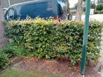 Beuken fagus sylvatica Groen en Rood, Tuin en Terras, Planten | Struiken en Hagen, Ophalen, Beukenhaag, Haag, 100 tot 250 cm