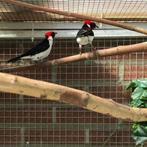 Maskerkardinaal KOPPEL, Dieren en Toebehoren, Vogels | Overige Vogels, Meerdere dieren, Tropenvogel, Geringd